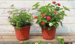 闲鱼四姐最新爆料视频,揭秘电商内幕，带你走进真实电商江湖